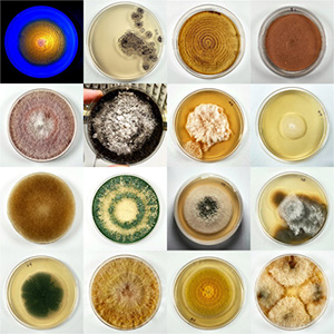 Fungi Collage
